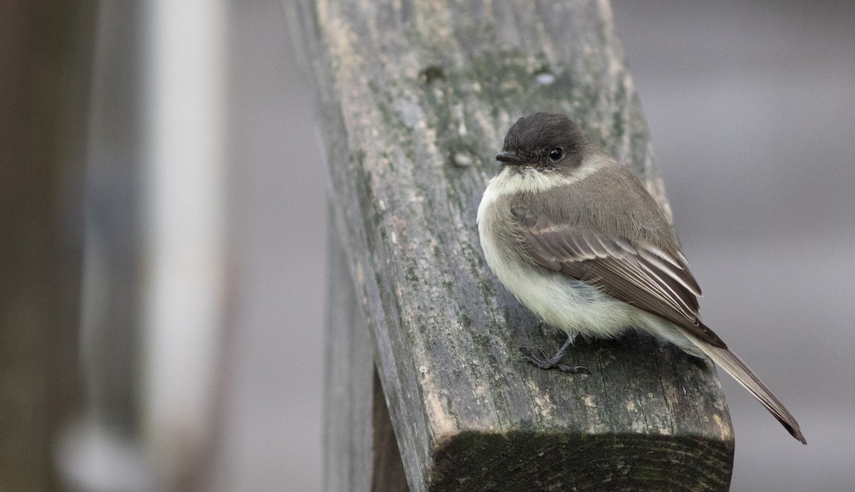 Eastern Phoebe - ML124425161