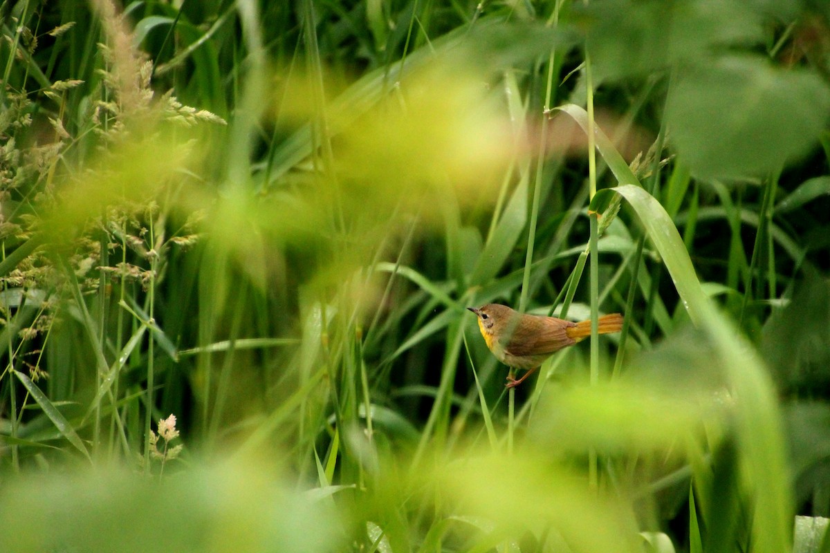 Paruline masquée - ML124425721