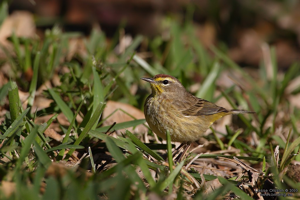 Palm Warbler - ML124429001