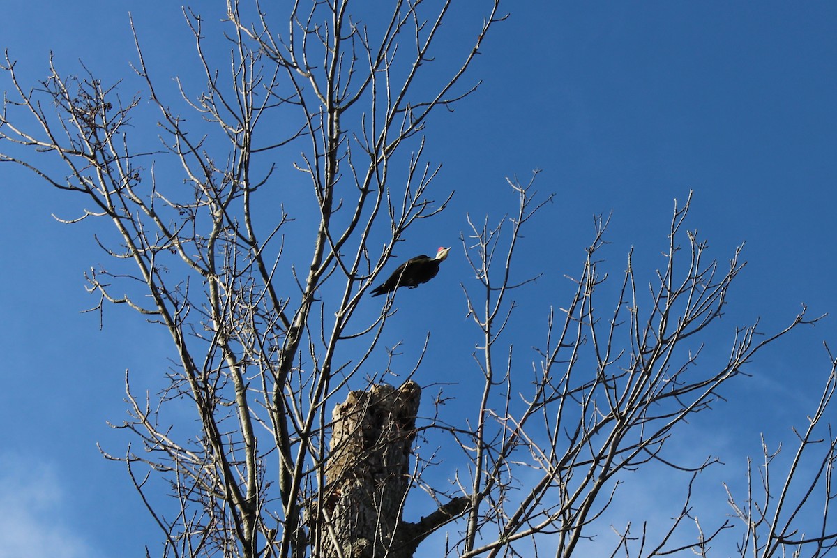 Pileated Woodpecker - ML124429241