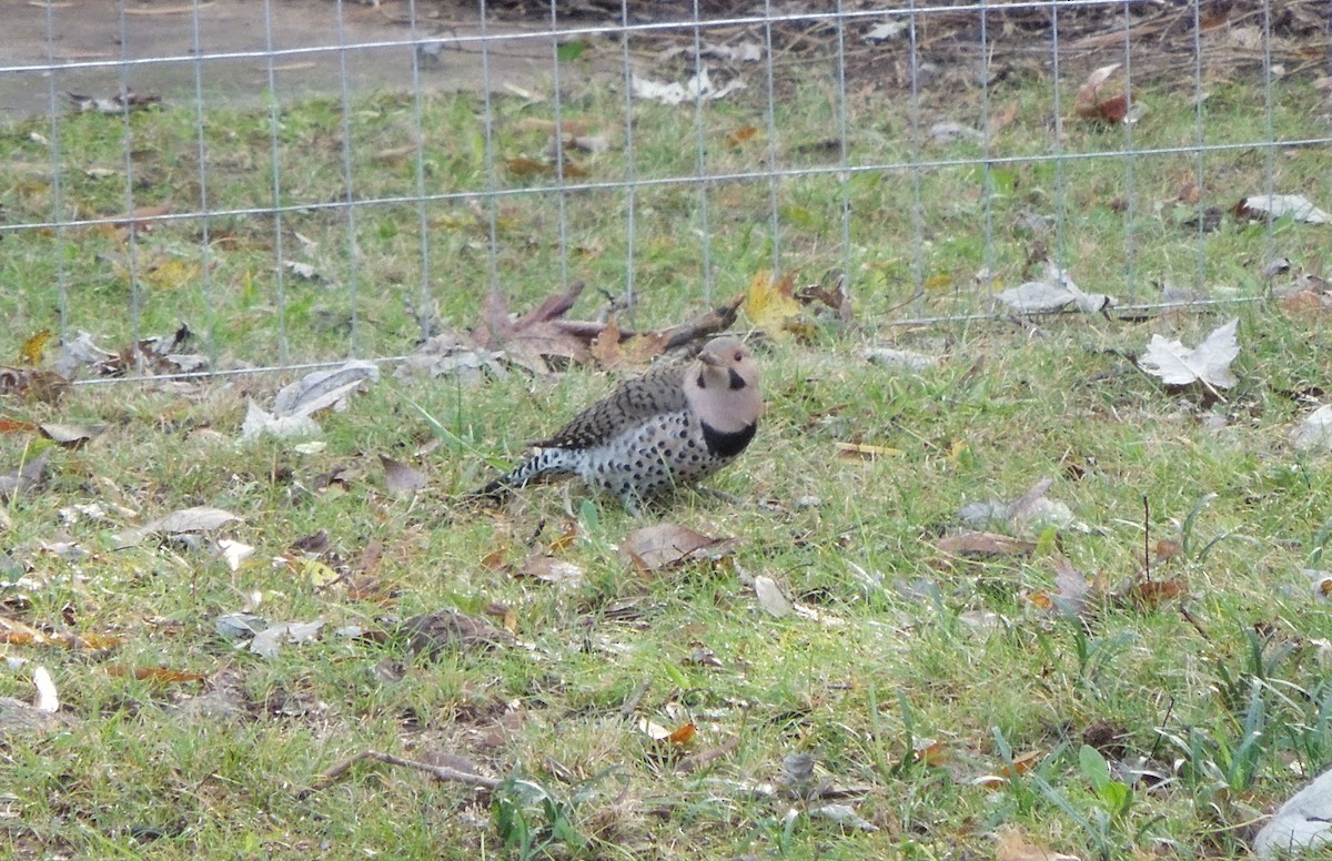 Northern Flicker - Melanie Stadler