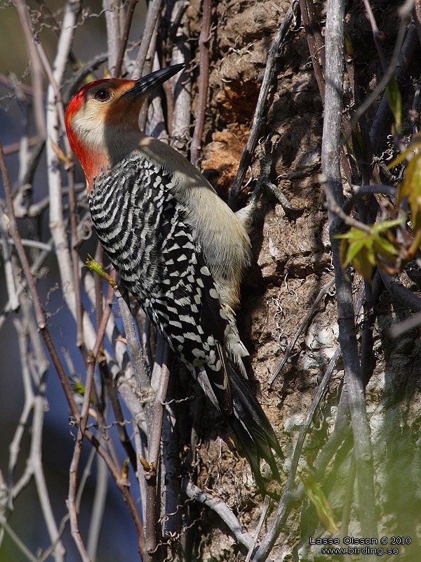 Red-bellied Woodpecker - ML124429761