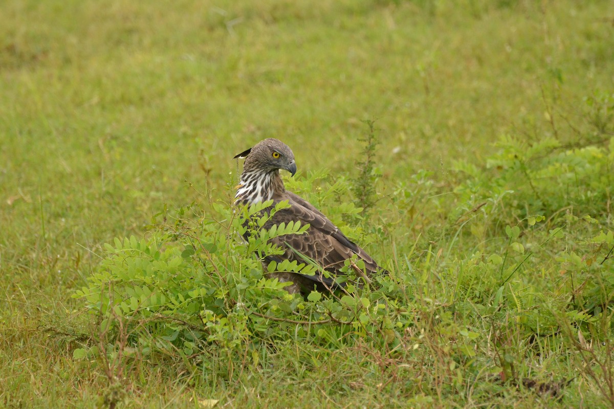 Changeable Hawk-Eagle (Crested) - ML124429941