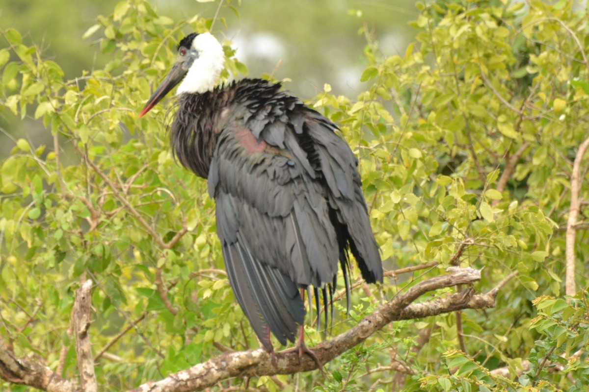 Asian Woolly-necked Stork - ML124430041