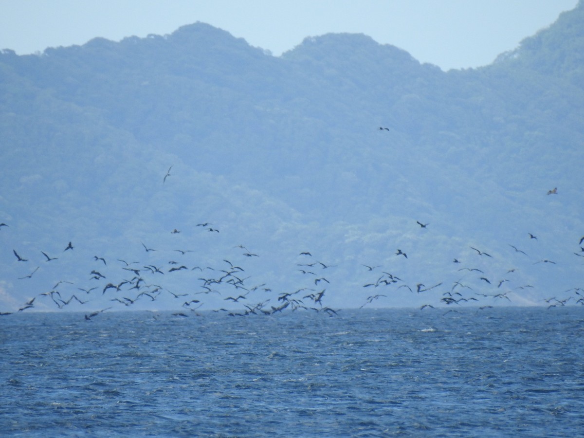 Magnificent Frigatebird - ML124430481