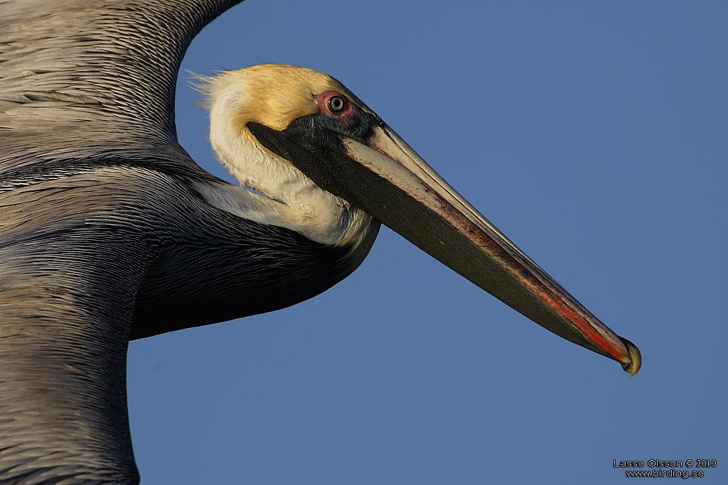 Brown Pelican - Lasse Olsson