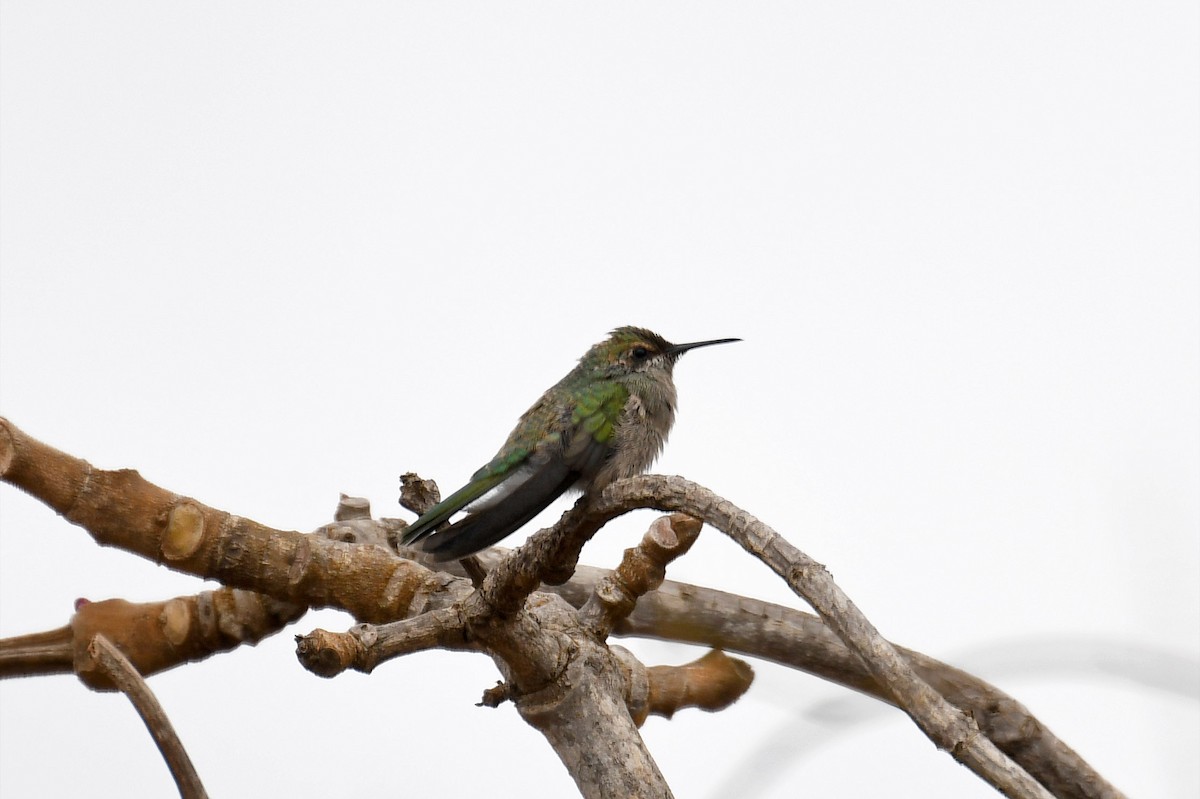 White-vented Violetear - ML124431201