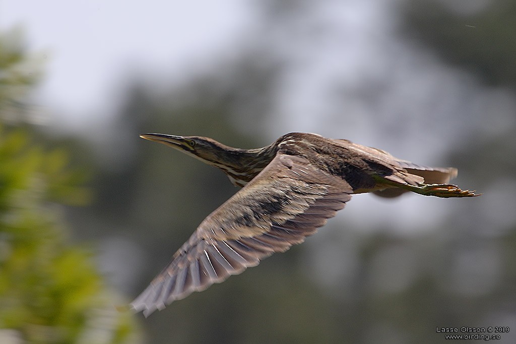 American Bittern - ML124431341