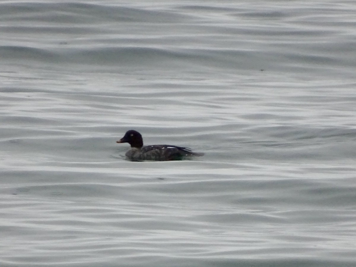 Common Goldeneye - ML124434761