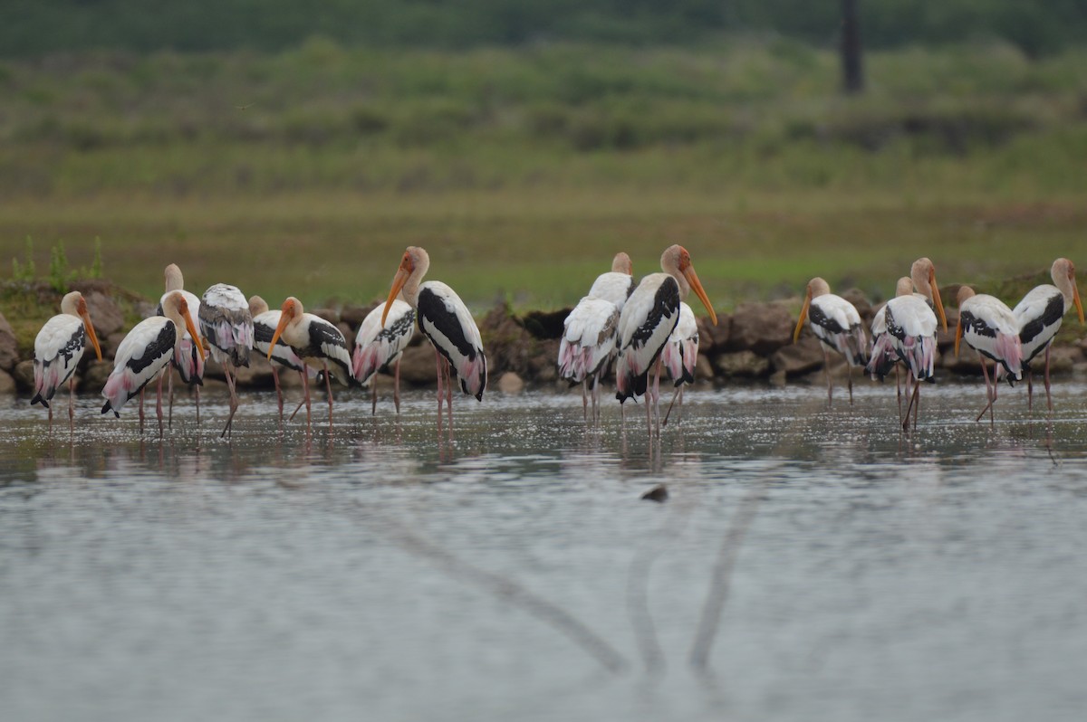 Painted Stork - ML124435261