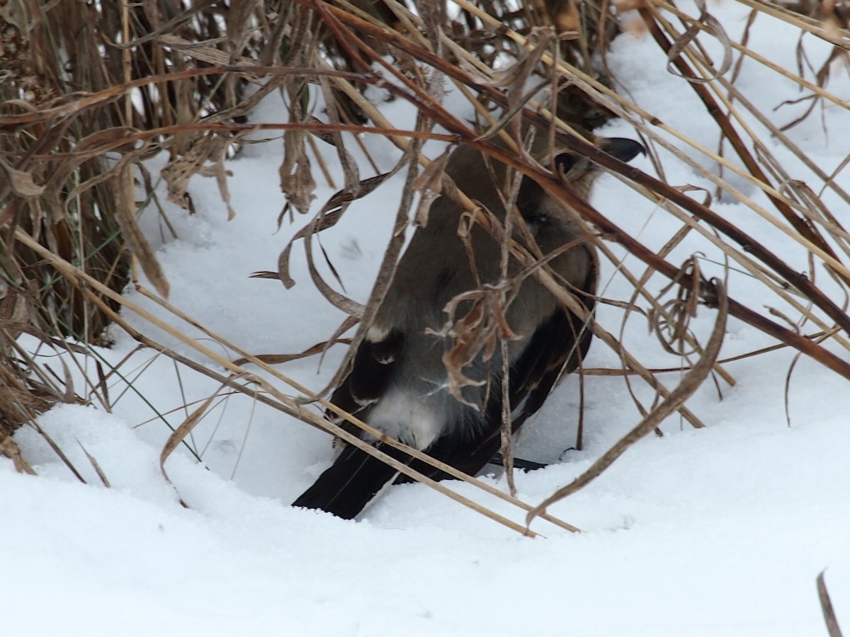 Northern Shrike - ML124435651