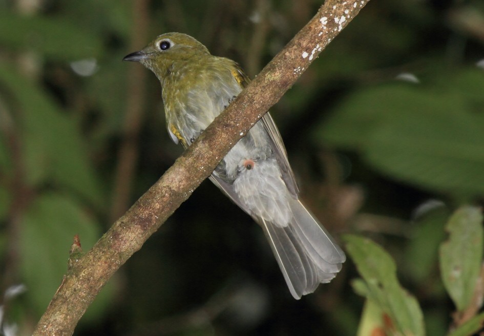 Gray-tailed Piha - Fabio Olmos