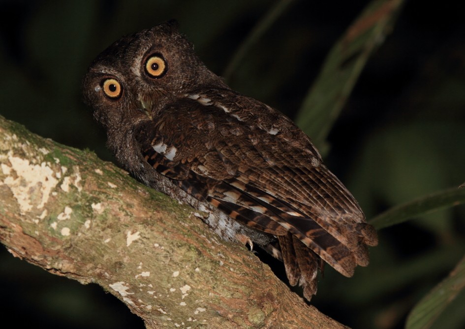 Foothill Screech-Owl (Foothill) - ML124436031