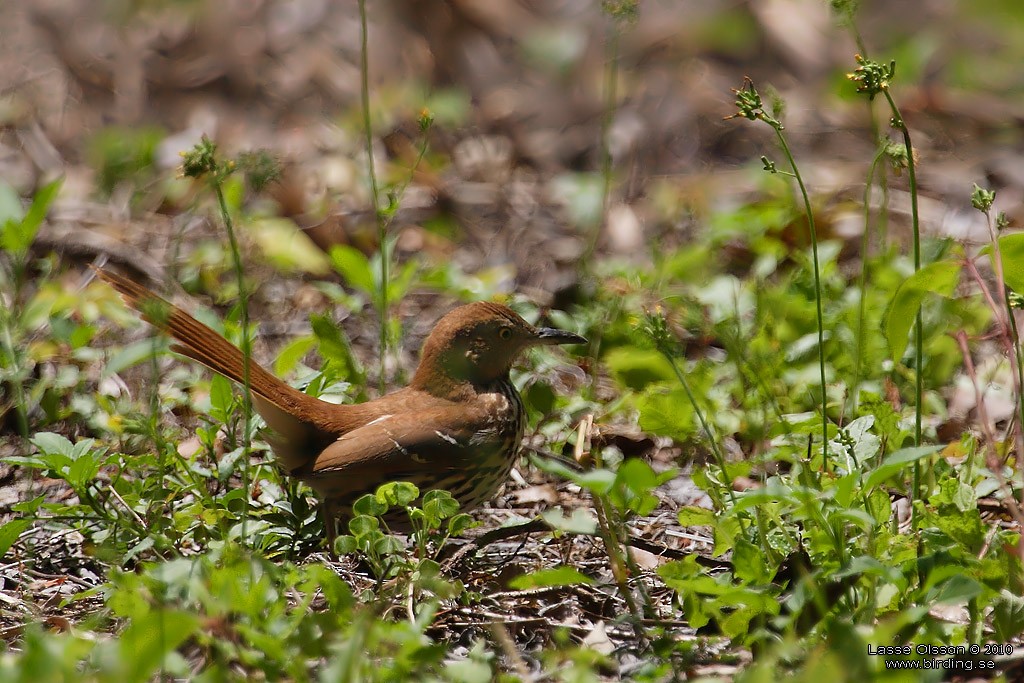 Brown Thrasher - Lasse Olsson