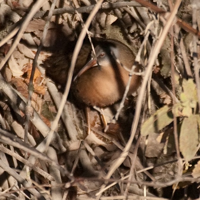 Virginia Rail - ML124436441