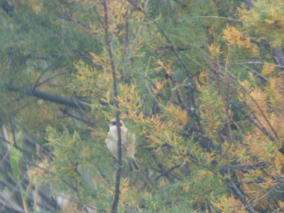 Rémiz penduline - ML124436461