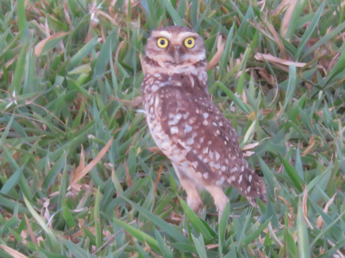 Burrowing Owl - ML124437401