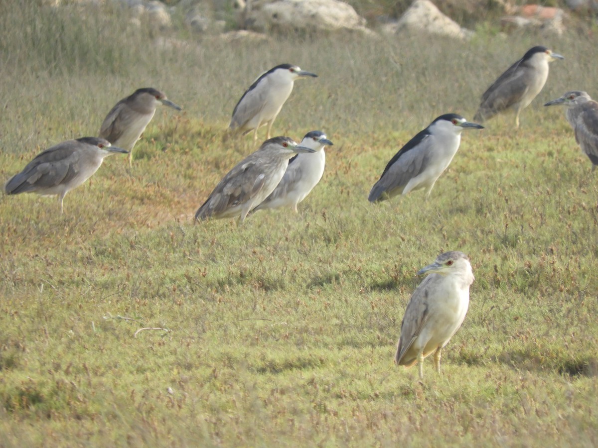 Black-crowned Night Heron - ML124437761