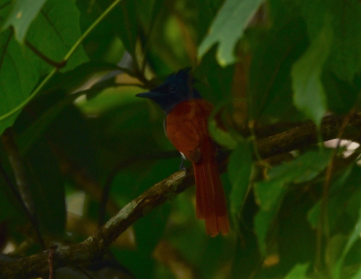 Indian Paradise-Flycatcher - ML124439741