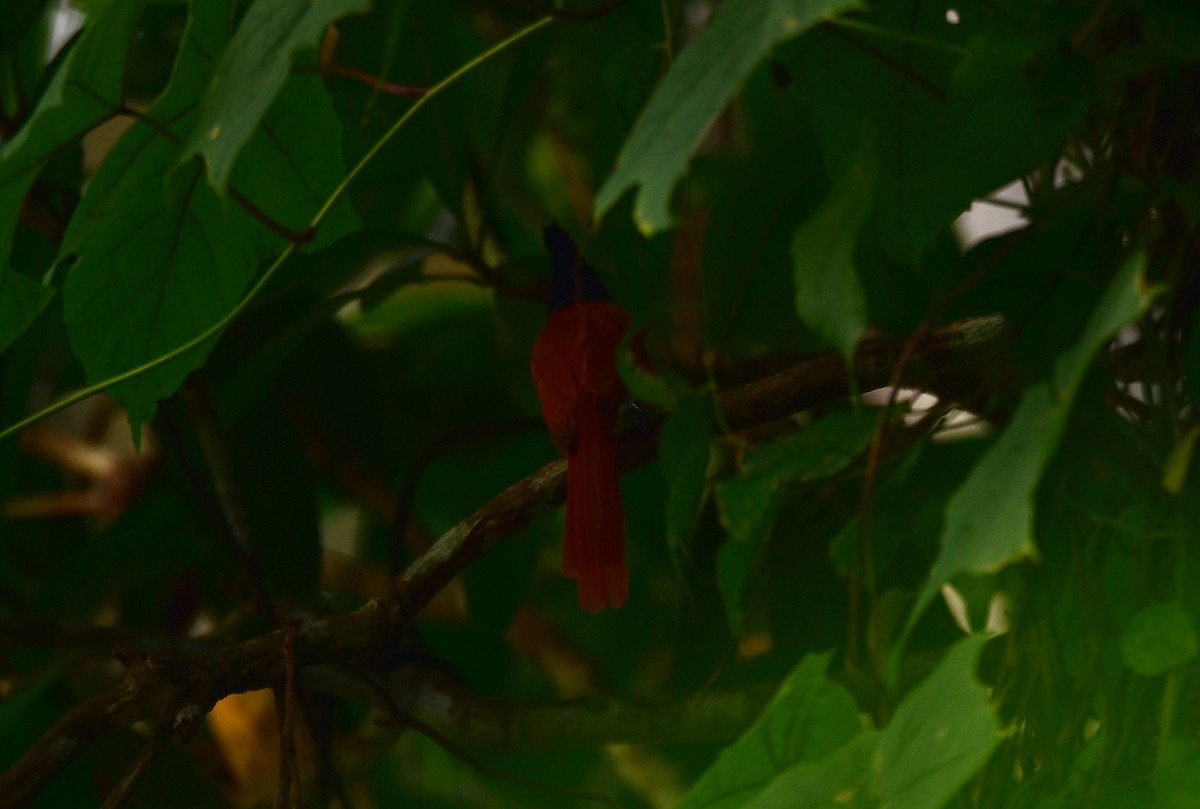 Indian Paradise-Flycatcher - ML124439751