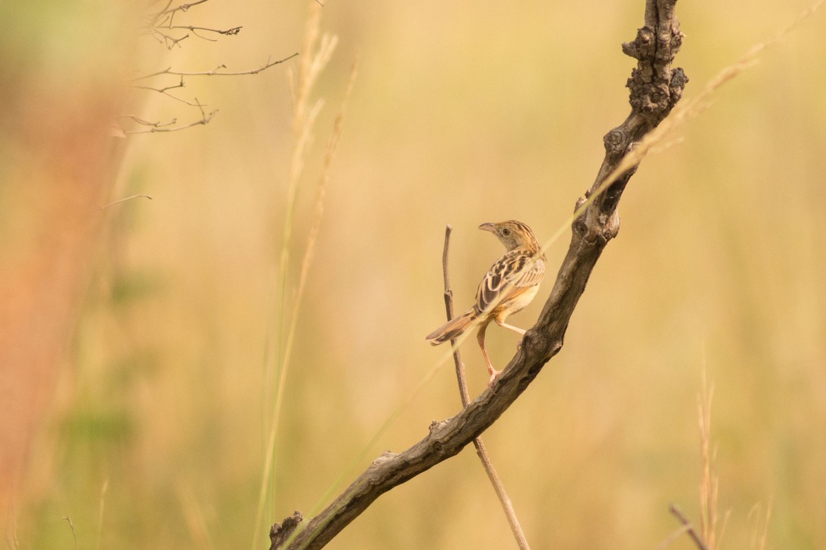 Croaking Cisticola - ML124440691