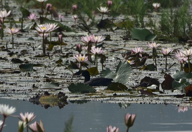 Eurasian Coot - Sajeev Krishnan