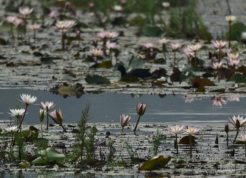 Eurasian Coot - ML124442021