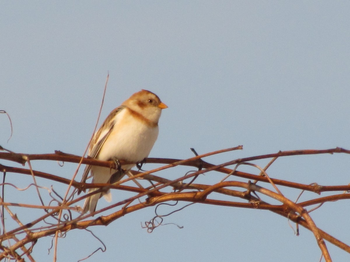 Snow Bunting - ML124443541