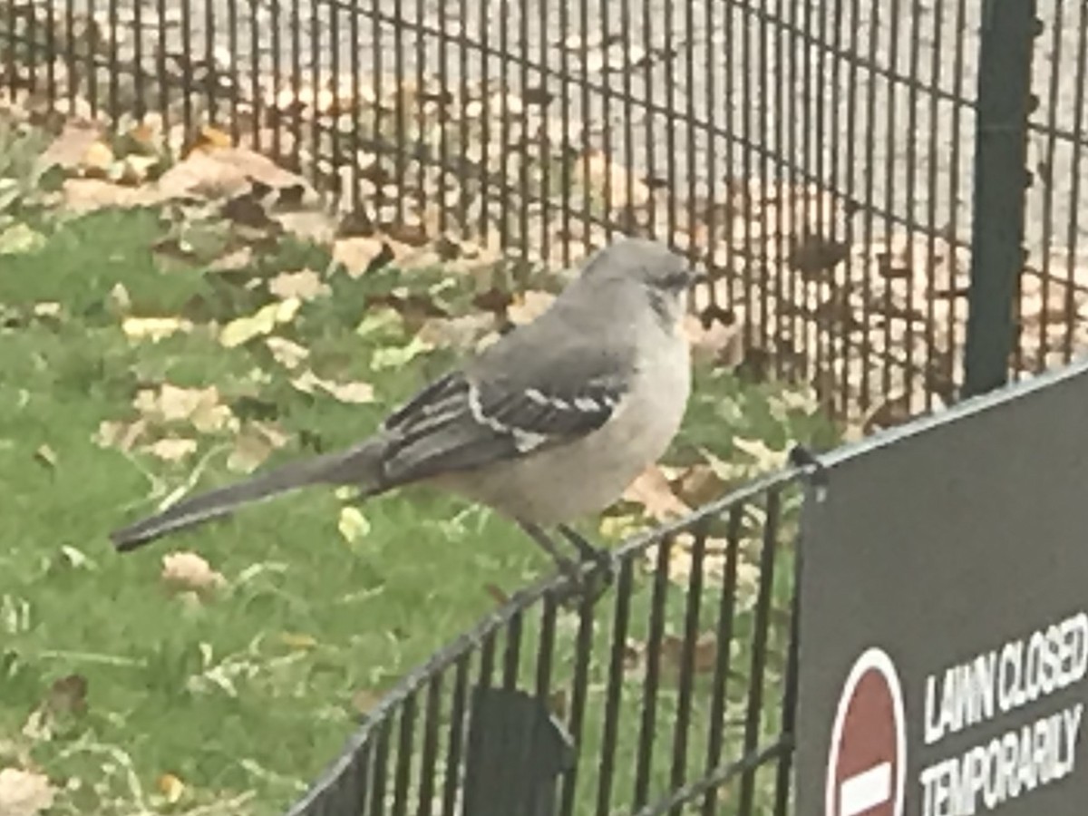 Northern Mockingbird - ML124444211