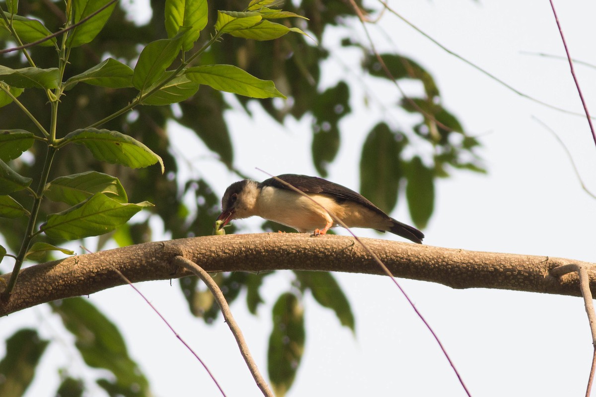 Red-billed Helmetshrike - Andreas Boe