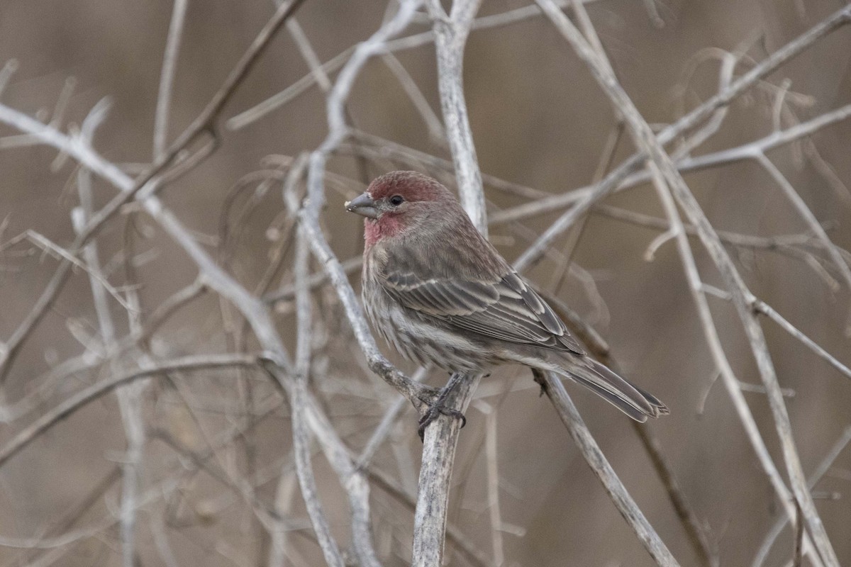 House Finch - ML124444431