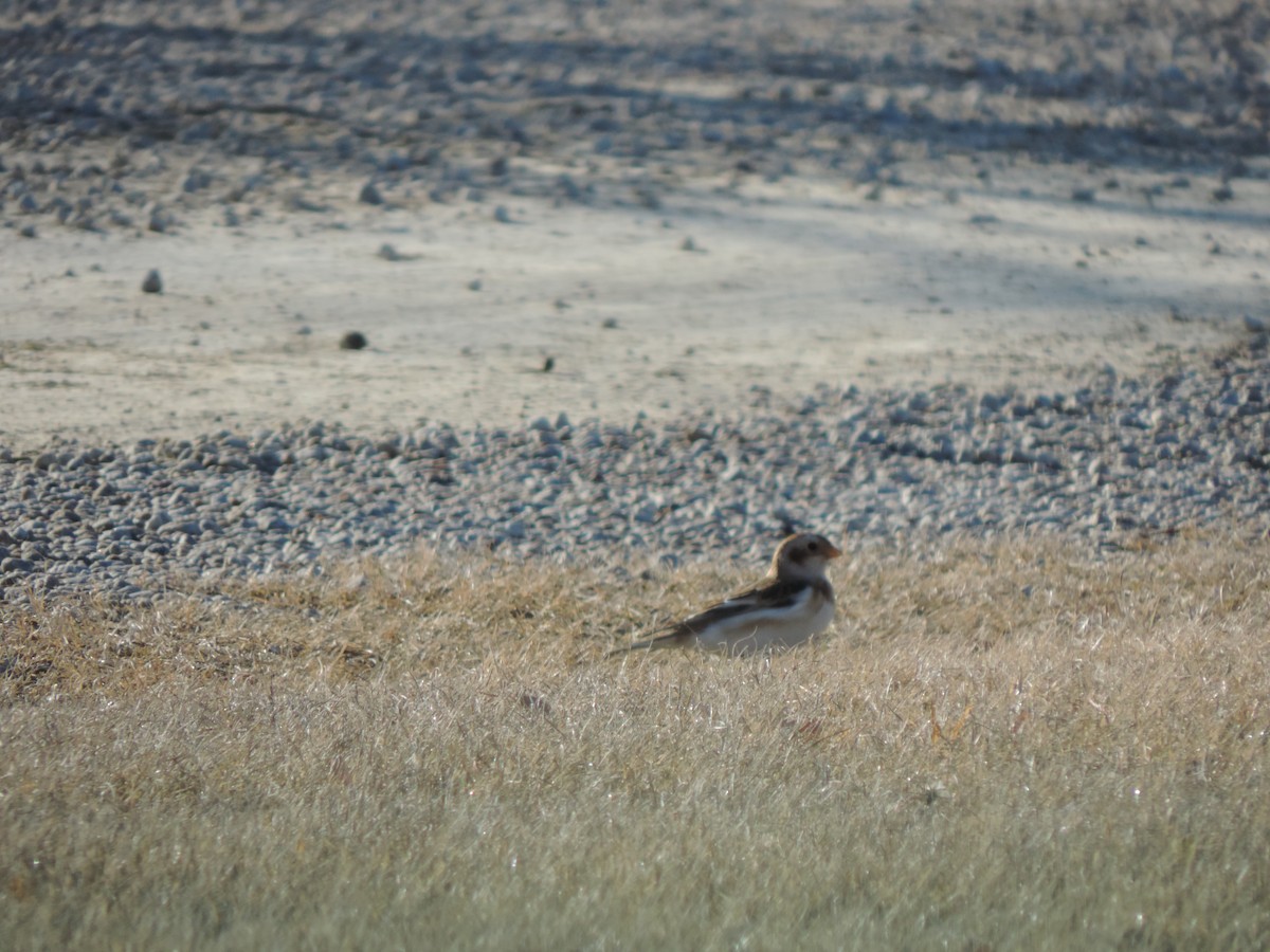 Snow Bunting - ML124444831