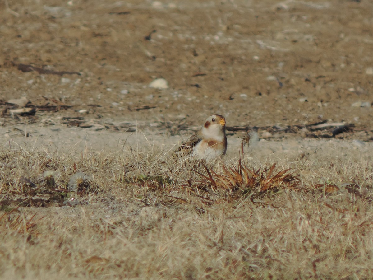 Snow Bunting - ML124444841