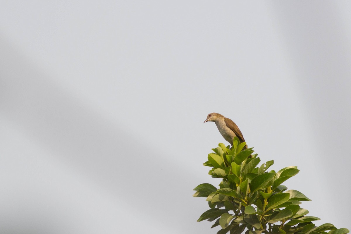 Slender-billed Greenbul - ML124445141