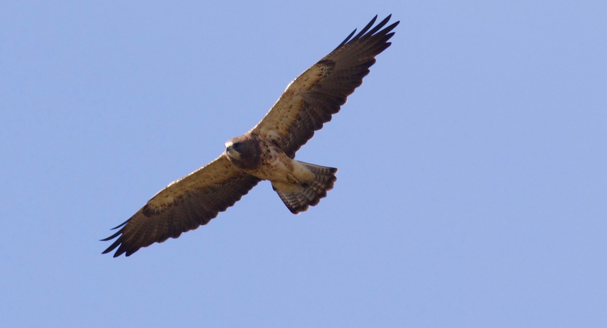 Swainson's Hawk - ML124445471