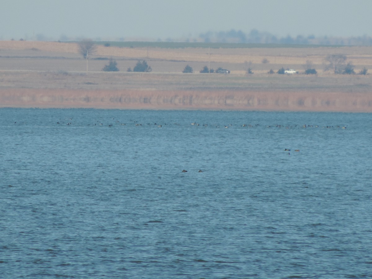 White-winged Scoter - ML124445751