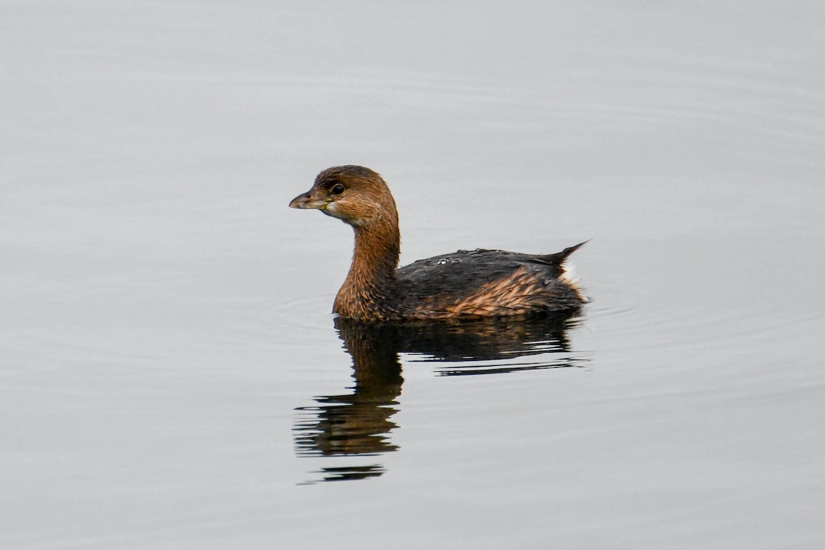 Grèbe à bec bigarré - ML124445981