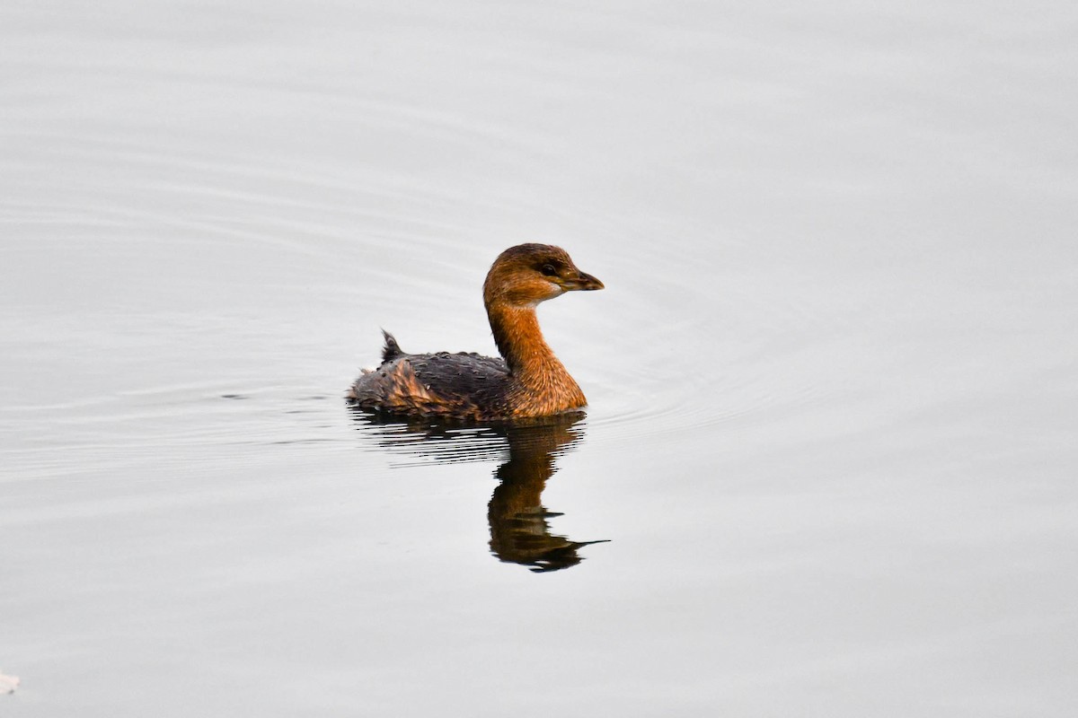 Pied-billed Grebe - ML124445991