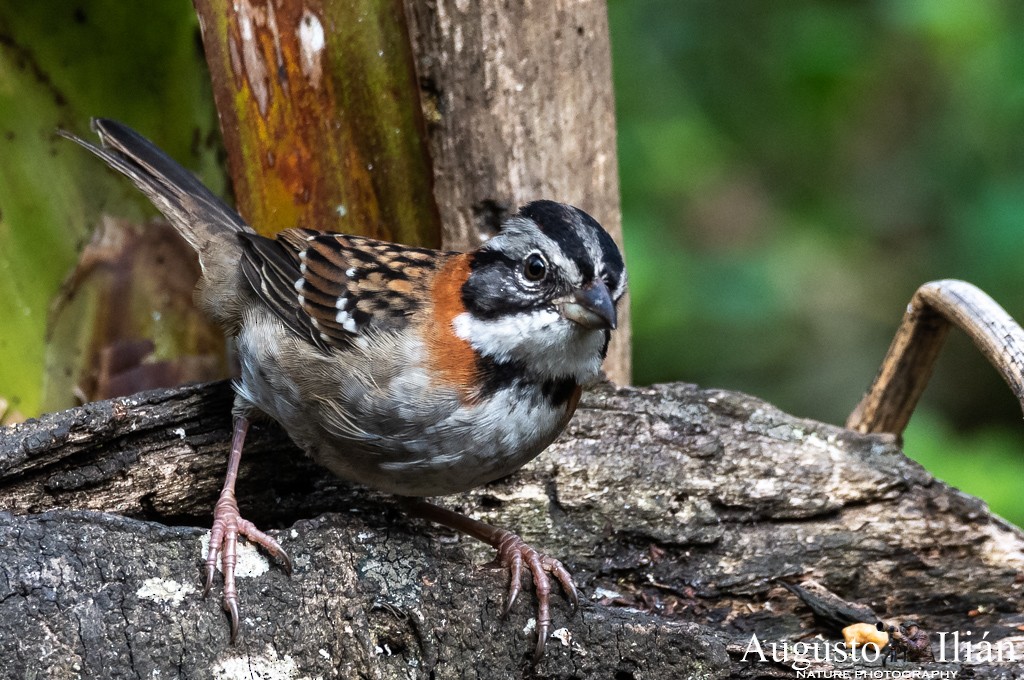 Rufous-collared Sparrow - Augusto Ilian