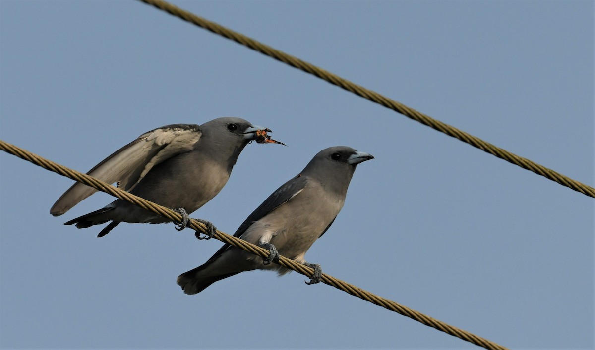 Ashy Woodswallow - ML124448551