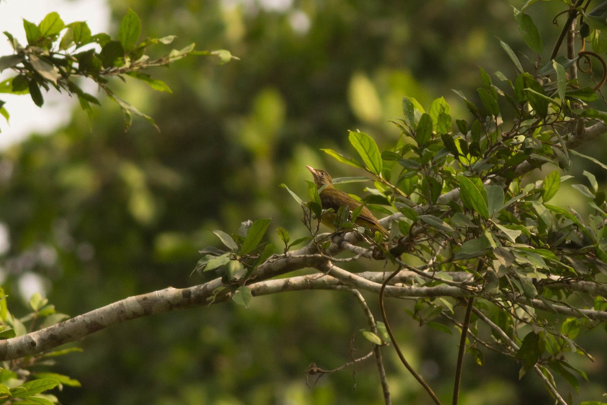 Bulbul Dorado - ML124449791