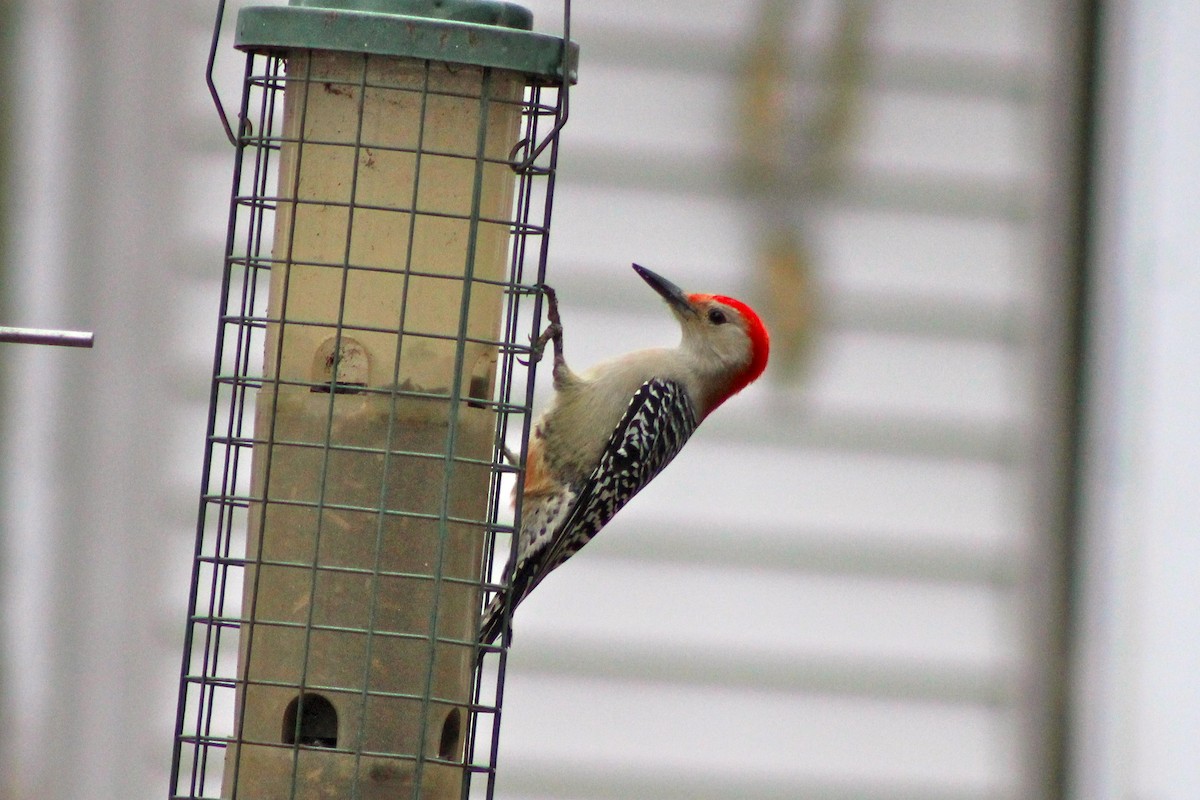 Red-bellied Woodpecker - Zac Cota