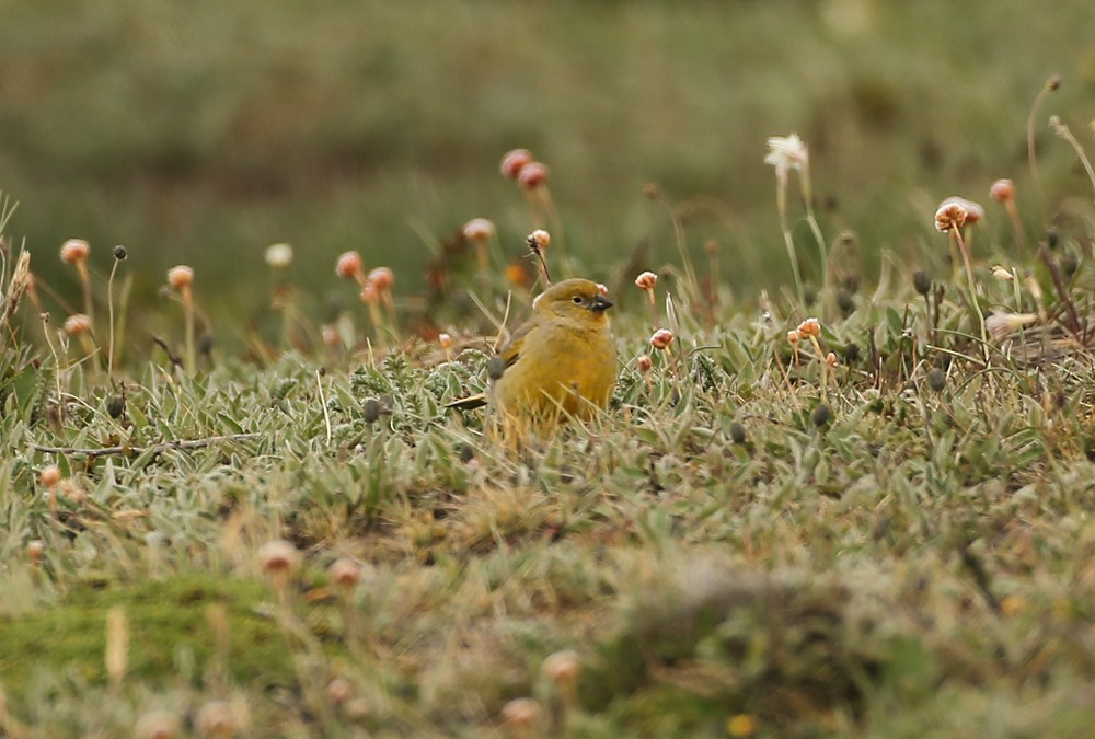 Patagonian Yellow-Finch - ML124450791