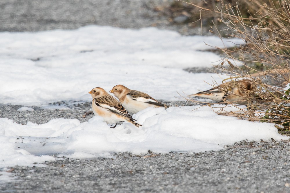Snow Bunting - ML124451031