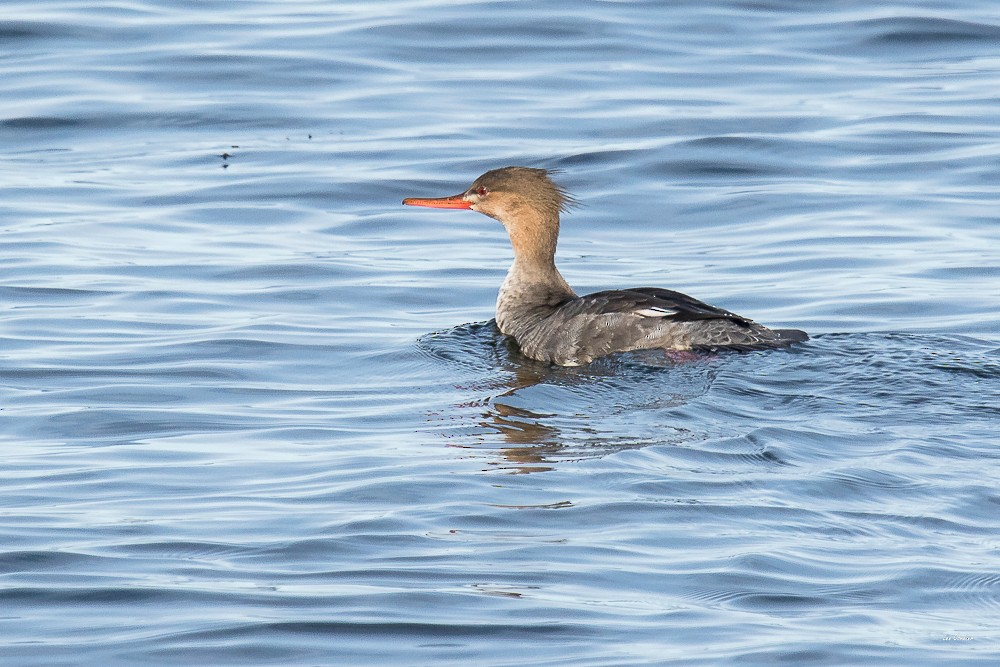 Red-breasted Merganser - ML124451261