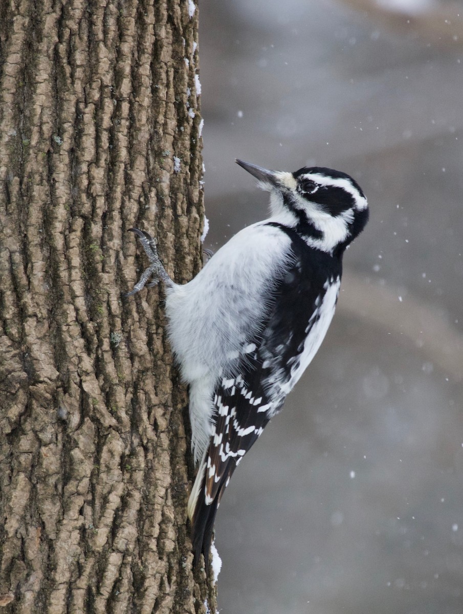 Hairy Woodpecker - Liam Ragan