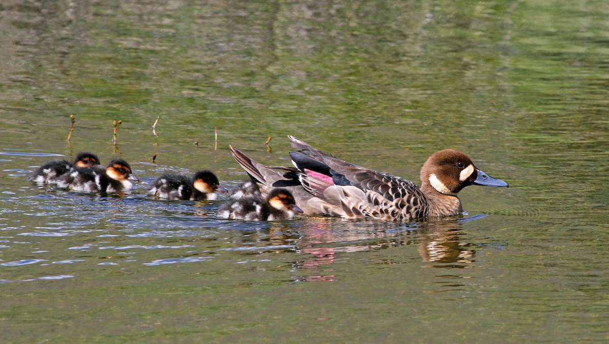 Spectacled Duck - ML124451701