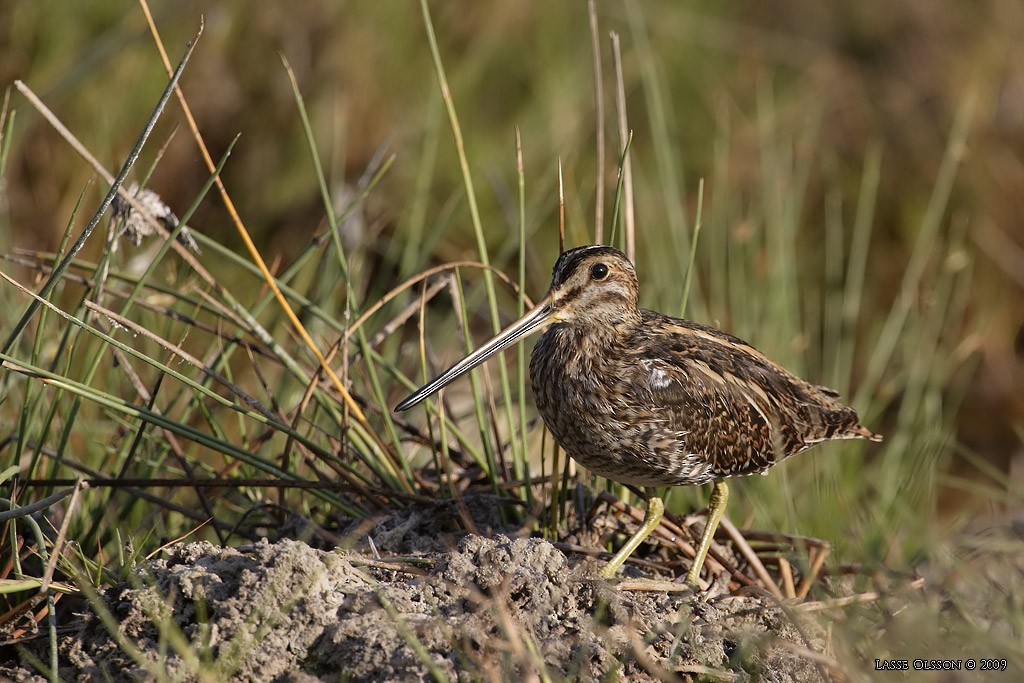 Common Snipe - ML124453561