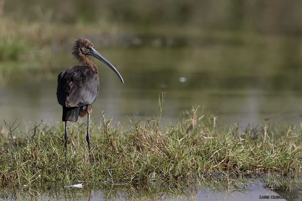 ibis hnědý - ML124453971