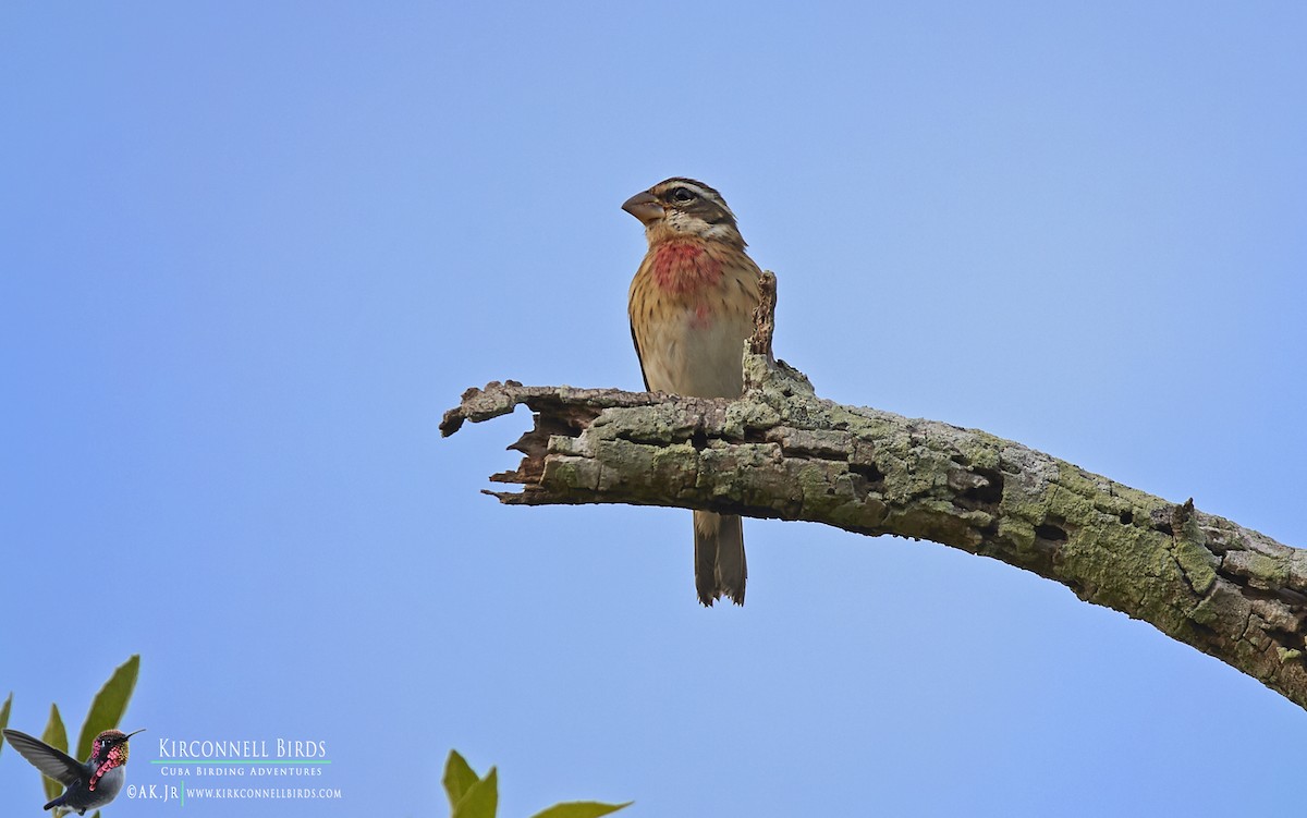 Rose-breasted Grosbeak - Arturo Kirkconnell Jr